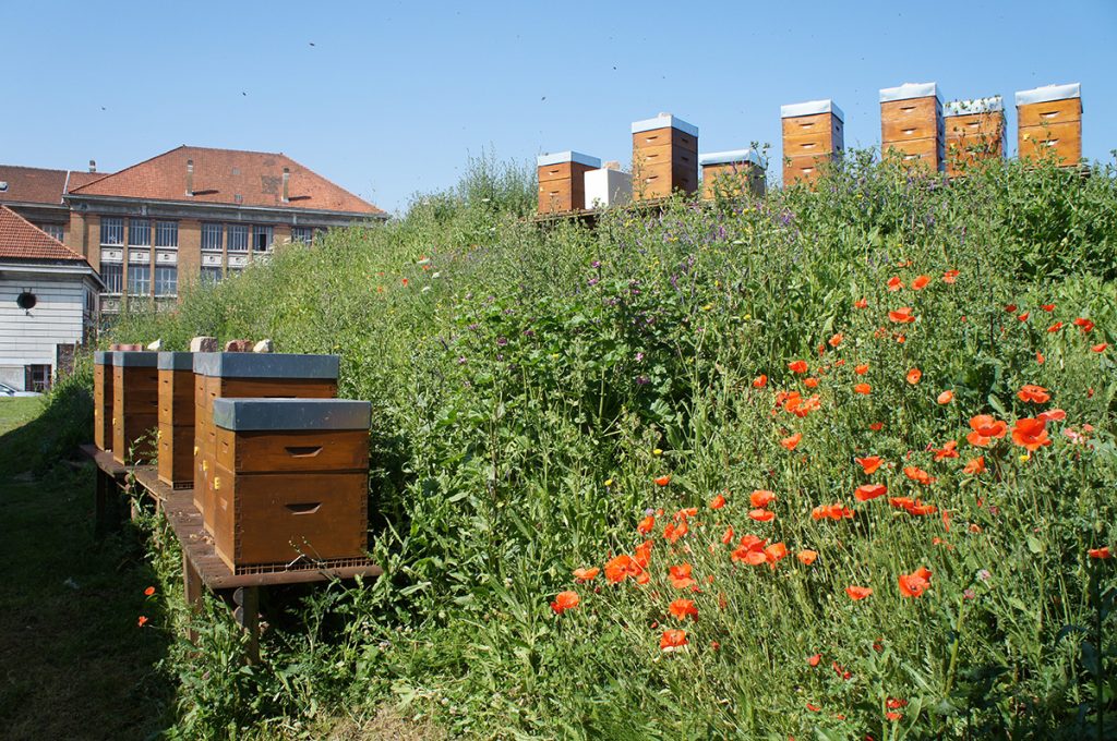 photos des 13 ruches de Supméca avec le bâtiment historique en arrière plan
