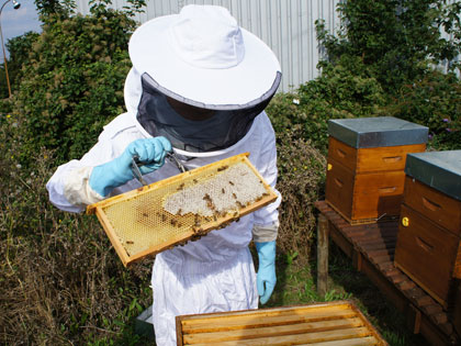 Récolte de miel à Supméca