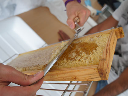 Récolte de miel à Supméca